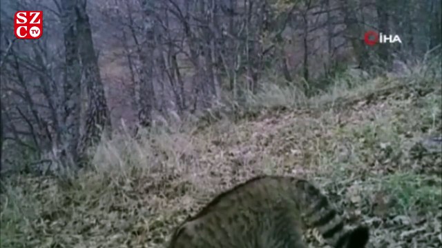 Yaban kedisi fotokapana yakalandı