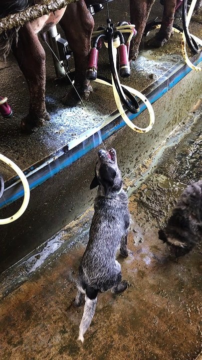 Cattle Dog Drinks Milk Straight From the Source