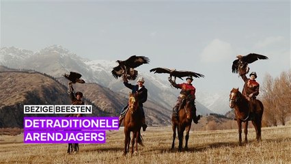 Deze adelaars werken voor brood op de tafel