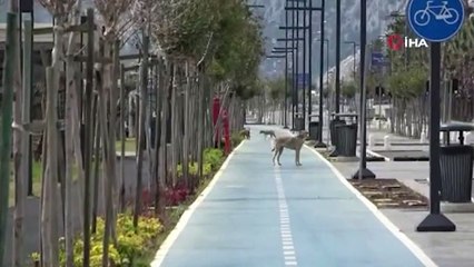 İnsanlar gidince, dünyaca ünlü sahilin tadını anne köpek ve yavruları çıkardı