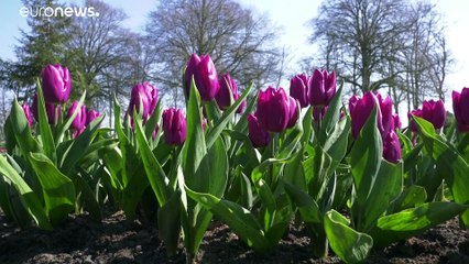 COVID-19: нам поможет БЦЖ?