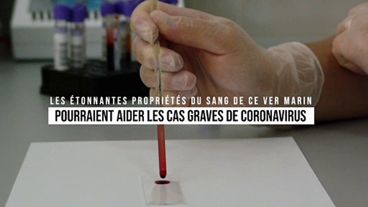 Le sang de ce ver marin, nouvel espoir pour aider les cas graves de coronavirus
