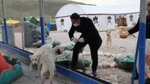 Çubuk Belediyesi sokak hayvanlarını unutmadı - ANKARA