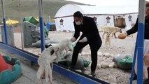 Çubuk Belediyesi sokak hayvanlarını unutmadı