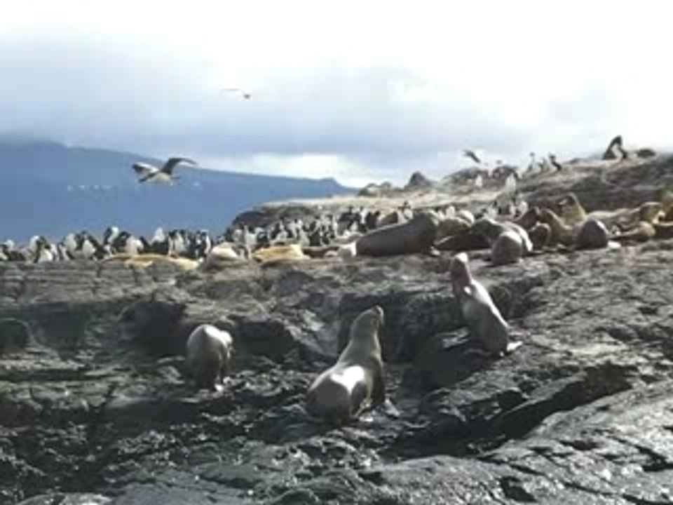 Lions de Mer a Ushuaia
