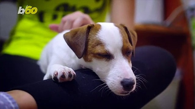 Pups and Pints! Busch Offering ‘3 Months’ of Beer If You Adopt or Foster Pets During COVID-19 Crisis