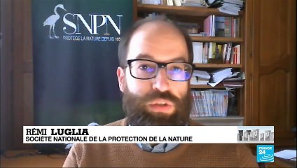 Coronavirus : En ville, la voie est libre pour les animaux
