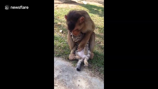 Pet cat is groomed by monkey best friend in Malaysia