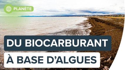 Les biocarburants de demain seront-ils à base d'algues ? | Futura