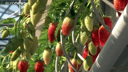 Télécharger la video: Coronavirus: le criticità della filiera alimentare