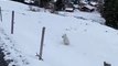 Excited Doggo Leaps Like a Kangaroo into Snow
