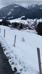 Excited Doggo Leaps Like a Kangaroo into Snow