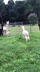 Fluffy Alpaca's Playing Together