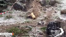 Polar Bear Cub Goes Nuts After Seeing Snow For First Time