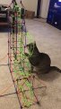 Cat Funnily Tries to Catch Toy Car on Plastic Roller Coaster