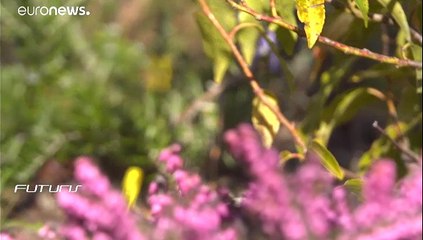 Développer les populations de pollinisateurs au sein des villes
