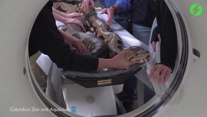 Pas simple de faire passer un IRM à un python