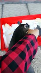 Cette maman rat veut montrer ses bébés à son maître... adorable