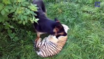 Amitié incroyable entre un chien et un tigre