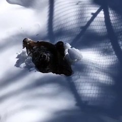 Elle filme le réveil d'un grizzly après son hibernation