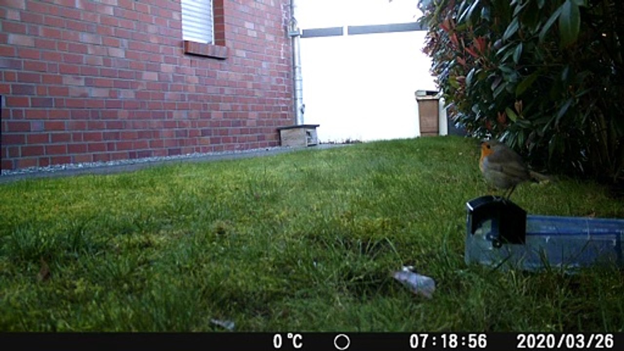 bird.on.trap2
