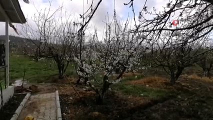 - Kuşadası Kirazlı'nın kiraz çiçekleri açtı