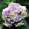 'Felicity' Hydrangeas Have the Prettiest Pastel Multi-Colored Blooms