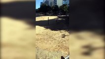 Capivara aparece na praia das castanheiras, em guarapari