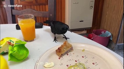 Amazing civilized crow in Argentina eats and drinks at the table