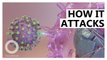 Coronavirus animation: How COVID19 attacks the body