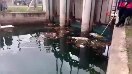 Kanaldaki köpek boğulan arkadaşını kurtarmaya çalıştı