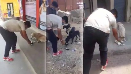 ಮೂಕ ಪ್ರಾಣಿಗಳಿಗೆ ನೇರವಾದ ಕನ್ನಡದ ಯುವಕರು  | Oneindia Kannada