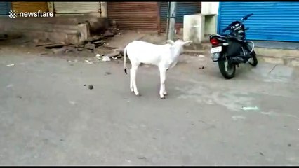 Heartwarming moment lost calf reunited with its mother in India