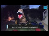 La naturaleza avanza ante la ausencia de humanos: apareció un dinosaurio en un patio platense