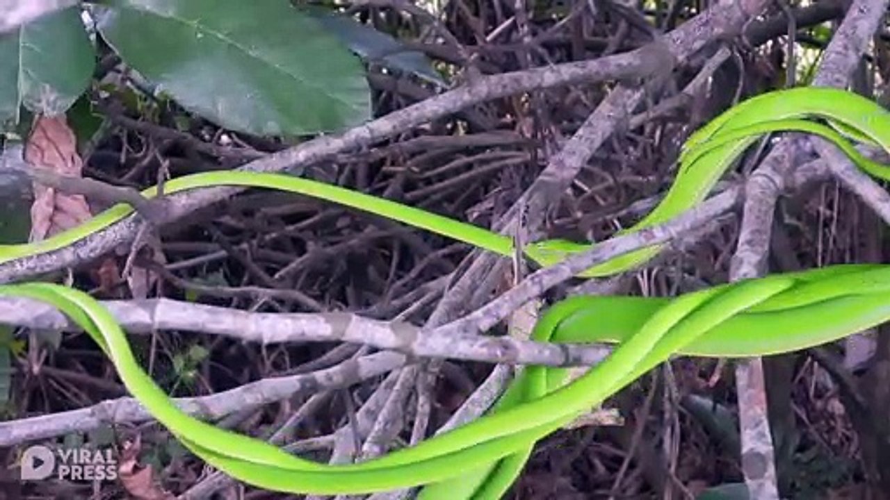 Four Whip Snakes In Mating Ball