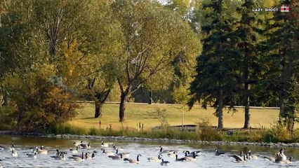 The Cinematic Birds  Vedio