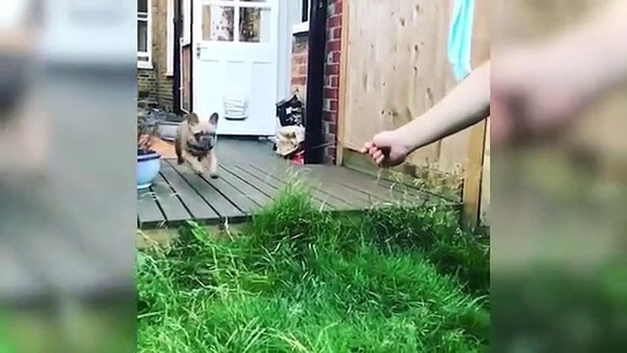 _Funniest__Dogs_and__Cats_-_Awesome_Funny__Animals_Videos