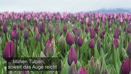 US-Tulpenfestival spendet Blumen für Corona-Helfer