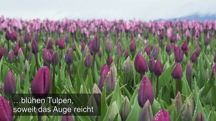 US-Tulpenfestival spendet Blumen für Corona-Helfer