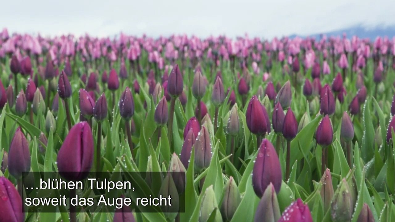 US-Tulpenfestival spendet Blumen für Corona-Helfer