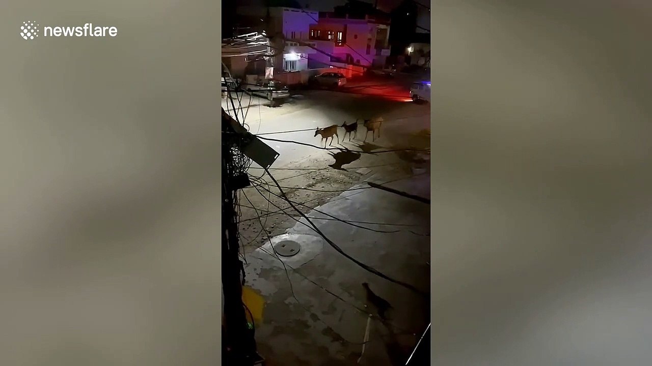 Enchanting footage shows deers exploring Indian streets during coronavirus lockdown