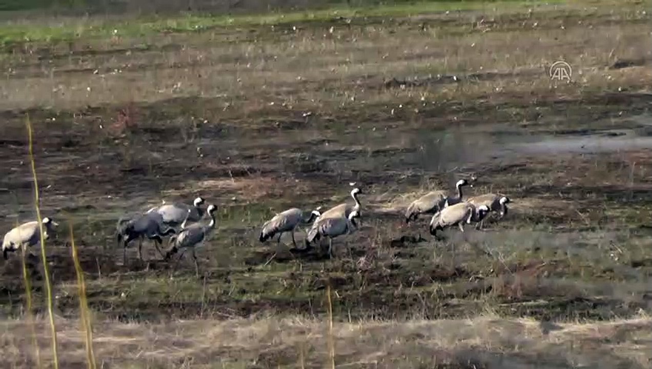 Nesli tükenme tehlikesi altında olan allı turnalar Ovacık'ı mesken tuttu - TUNCELİ