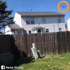 Quand elle découvre que le chien du voisin les observe derrière la clôture