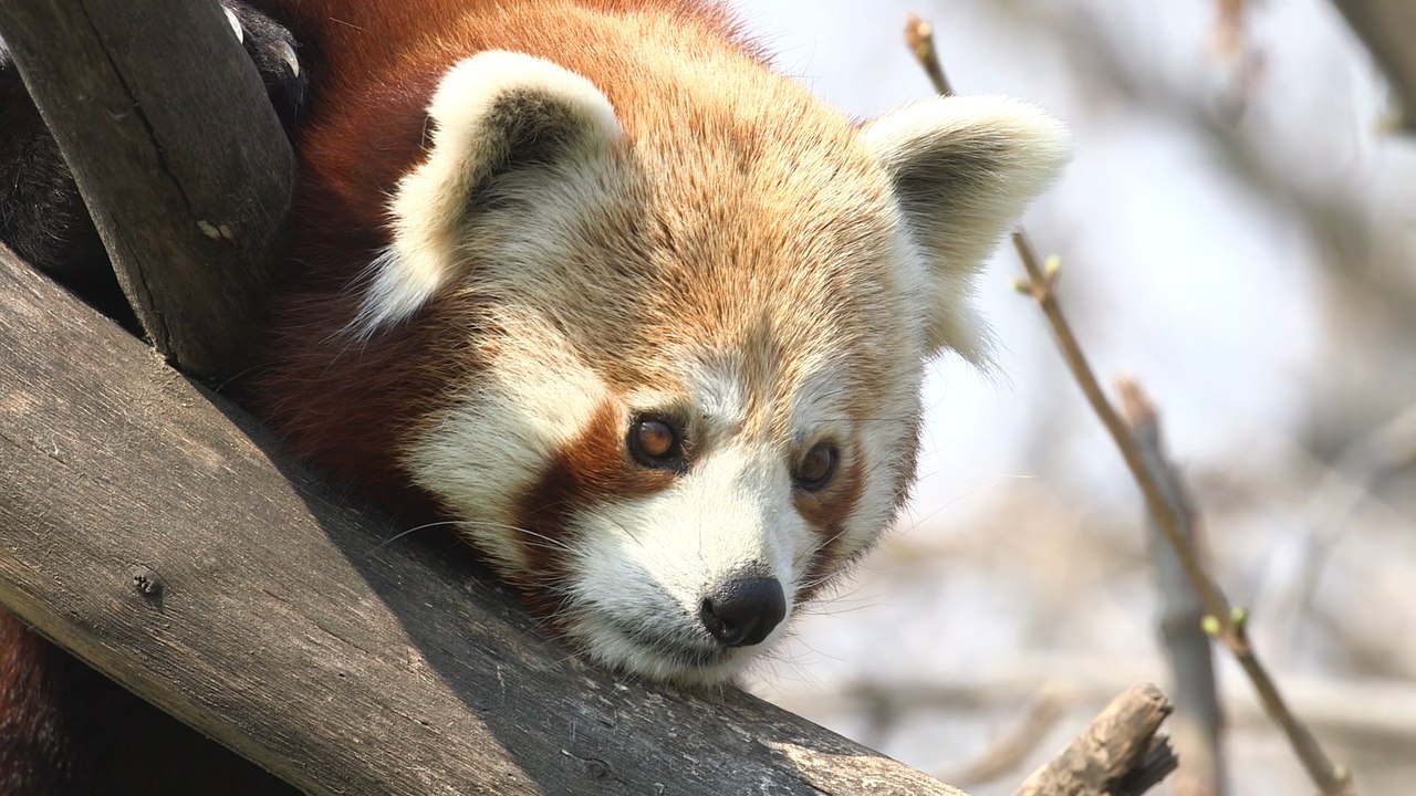 Tiergarten Schönbrunn zu Corona-Zeiten