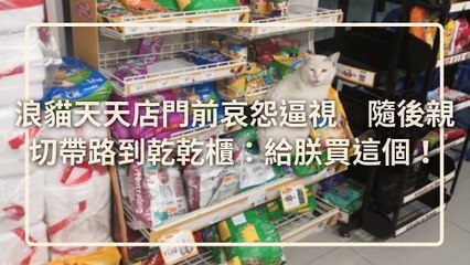 petmao_nownews-copy4-20200331-17:32