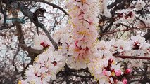 Cherry Blossom Gilgit Baltistan