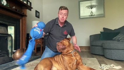 Self-isolation games for dogs with Sunderland dog trainer Dom Hodgson