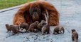 Ce zoo partage une série de photos adorables d'une famille d'orangs-outans en train de jouer avec des loutres