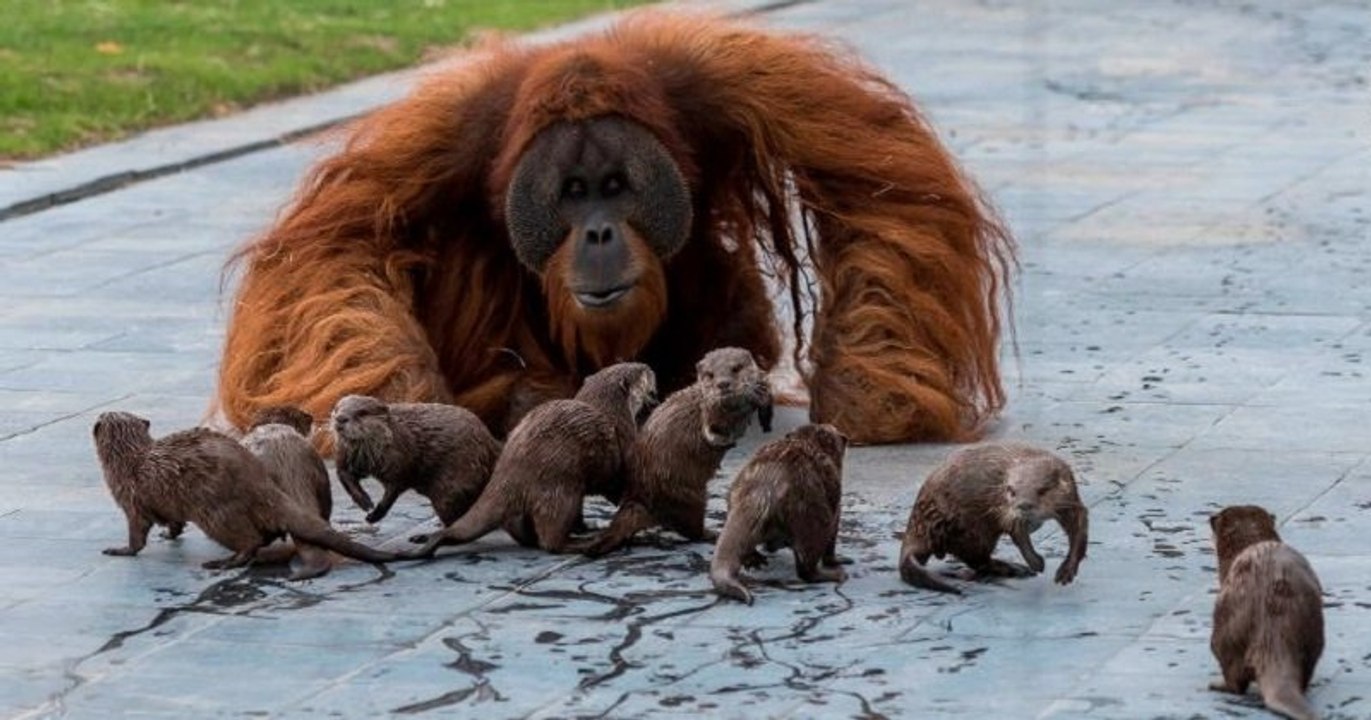 Ce zoo partage une série de photos adorables d'une famille d'orangs-outans en train de jouer avec des loutres