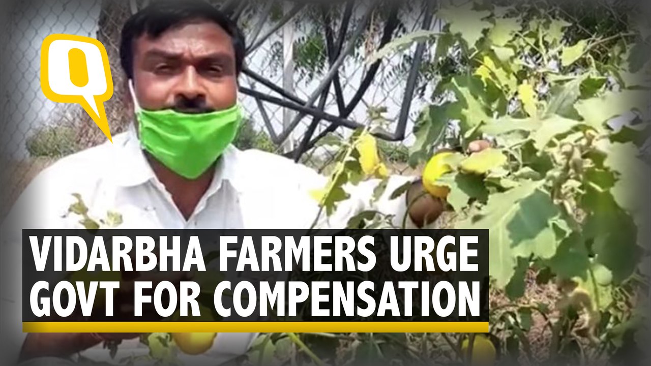 Unseasonal Rains, Coronavirus Double Blow To Vidarbha Farmers